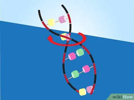 Image titled Make a Model of DNA Using Common Materials Step 8