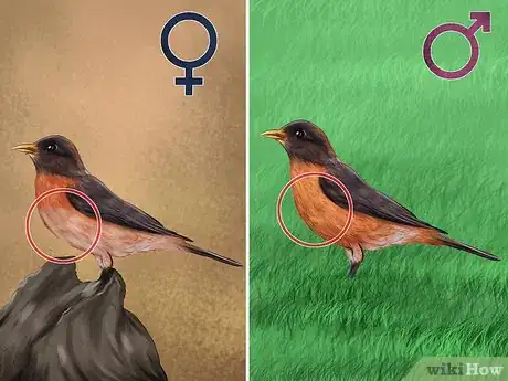 Image titled Tell a Male Robin from a Female Robin Step 1