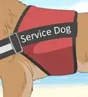 Catch a Fake Service Dog