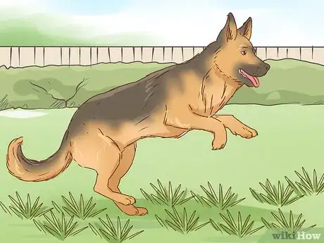 Image titled Identify a German Shepherd Step 12