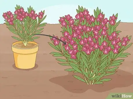 Image titled Grow Oleanders from Cuttings Step 10