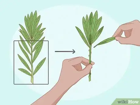 Image titled Grow Oleanders from Cuttings Step 2