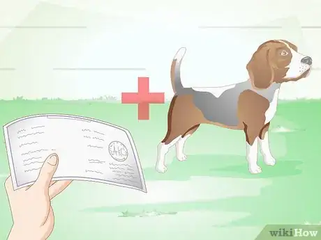 Image titled Choose a Beagle for Breeding Step 15