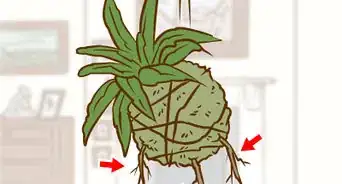 Make a Kokedama