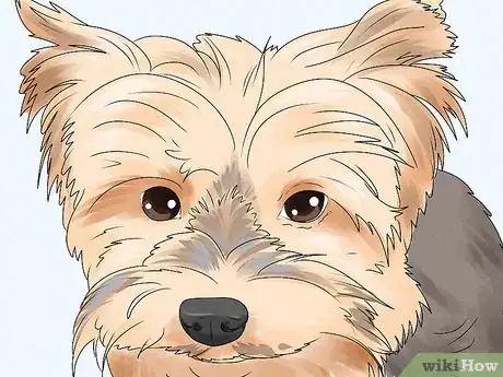 Image titled Identify a Yorkshire Terrier Step 2