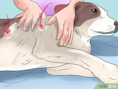 Image titled Treat Hot Spots in Dogs Step 12