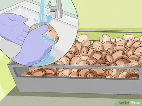 Image titled Stop Potatoes from Sprouting in Storage Step 2