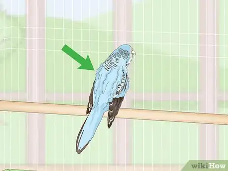 Image titled See if Your Pet Budgie Is Sick Step 8