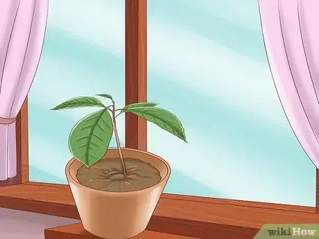 Image titled Grow Avocados Step 10