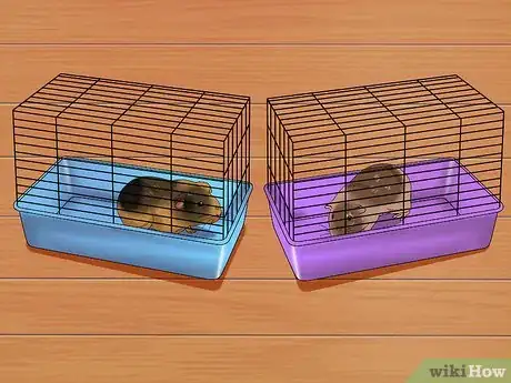 Image titled Introduce Two Guinea Pigs to Each Other Step 5