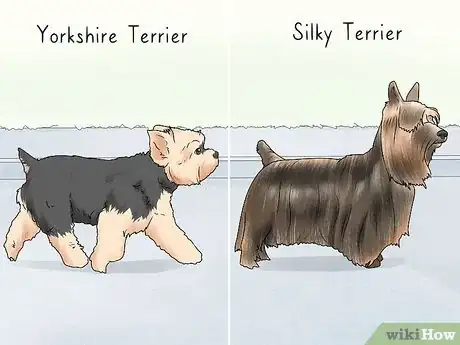 Image titled Identify a Yorkshire Terrier Step 15