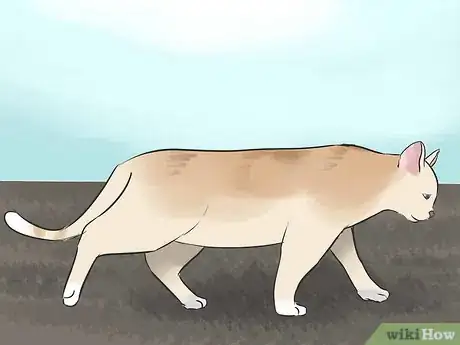 Image titled Tell if Your Cat Is Blind Step 2