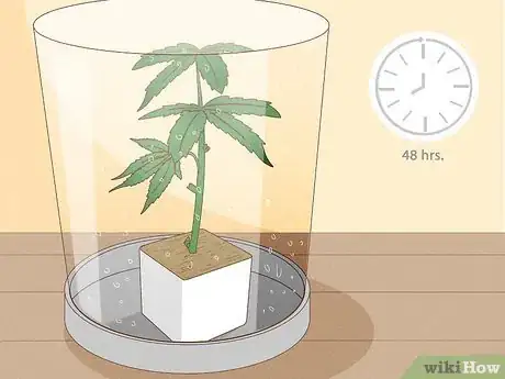 Image titled Clone Cannabis Step 8