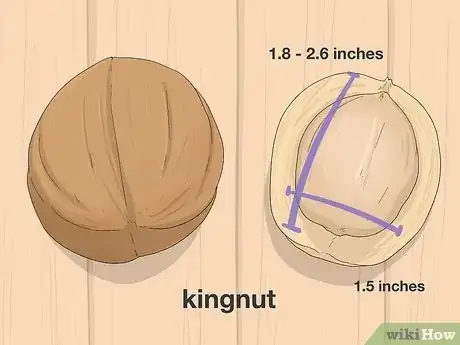 Image titled Identify Hickory Nuts Step 12