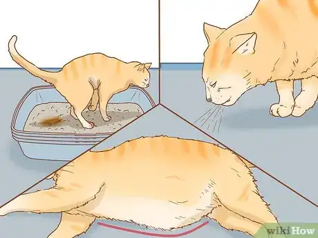 Image titled Prevent Worms in Cats Step 11