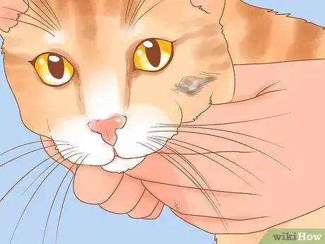 Image titled Recognize Skin Cancer in Cats Step 1