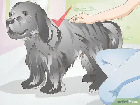 Image titled Brush Your Dog Step 1