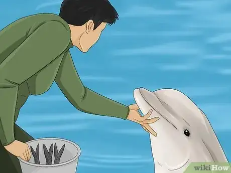 Image titled Become a Dolphin Trainer Step 12