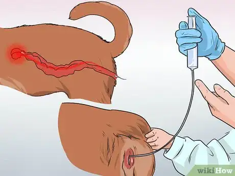 Image titled Artificially Inseminate a Dog Step 8