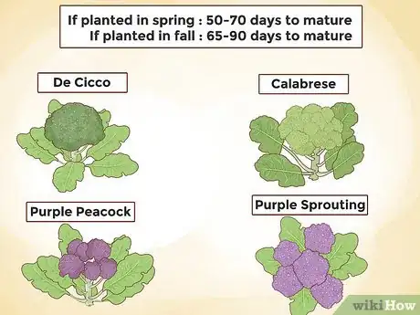 Image titled Grow Broccoli Step 19