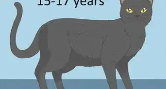 Identify a Bombay Cat