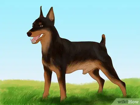 Image titled Identify a Miniature Pinscher Step 6