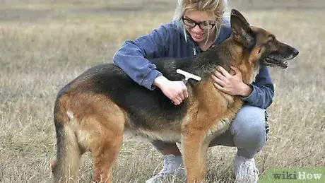 Image titled Groom a German Shepherd Step 1