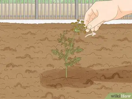 Image titled Grow Dill Step 10