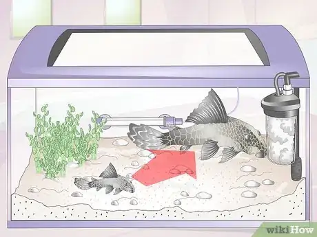 Image titled Introduce a Pleco to a Goldfish Tank Step 3