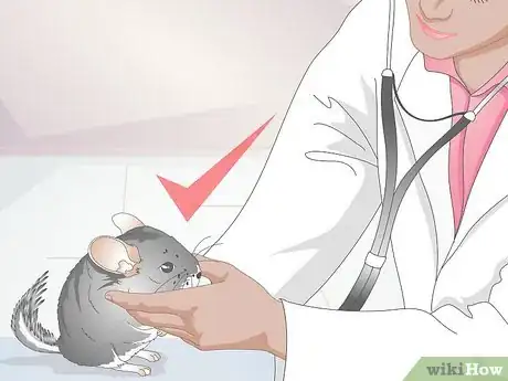 Image titled Buy a Chinchilla Step 2