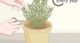 Grow Rosemary Indoors