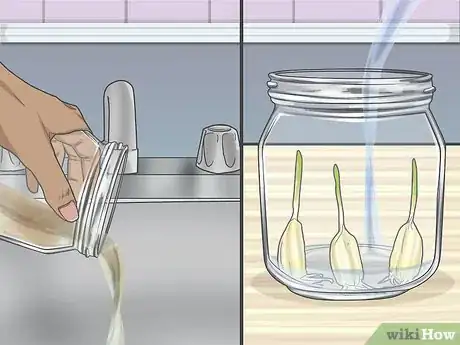 Image titled Grow Garlic in Water Step 5