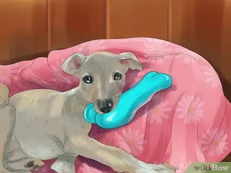 Image titled Care for an Italian Greyhound Step 3