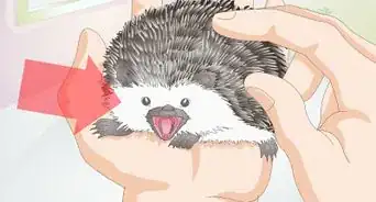 Bond With Your Hedgehog