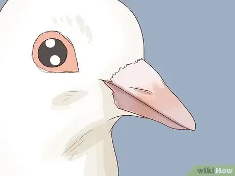 Image titled Choose Pet Doves Step 13