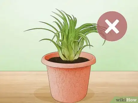 Image titled Care for Air Plants Step 13