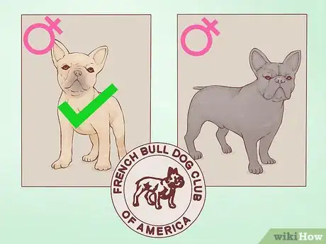 Image titled Be a Responsible Breeder of French Bulldog Puppies Step 1