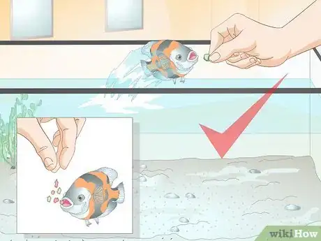 Image titled Train Your Fish to Do Tricks Step 14