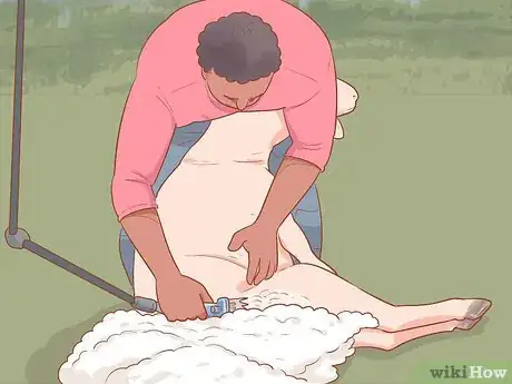 Image titled Shear a Sheep Step 14