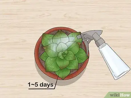 Image titled Water Succulents Step 7