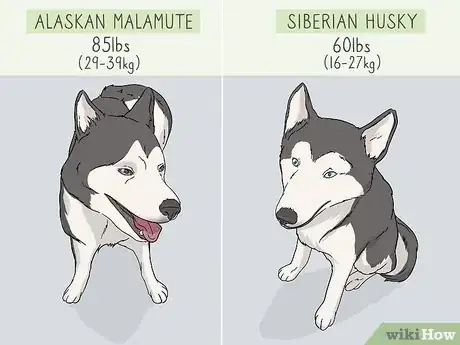 Image titled Identify an Alaskan Malamute from a Siberian Husky Step 2