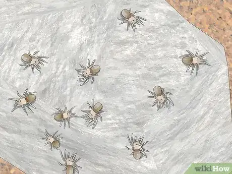 Image titled Breed Tarantulas Step 12