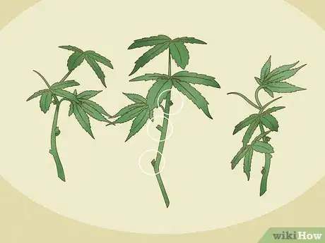 Image titled Clone Cannabis Step 3