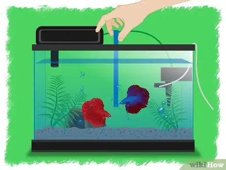 Image titled Breed Betta Fish Step 10