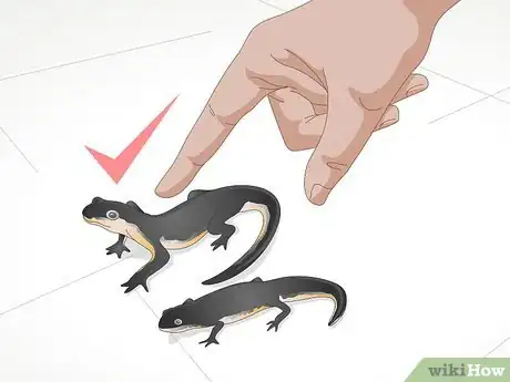 Image titled Buy a Fire Belly Newt Step 6