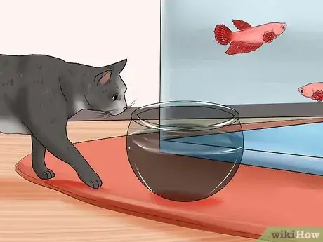 Image titled Keep Fish when You Have Cats That Like to Hunt Step 10