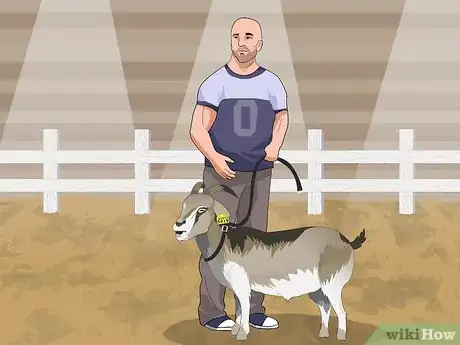 Image titled Show a Goat in 4H Step 13