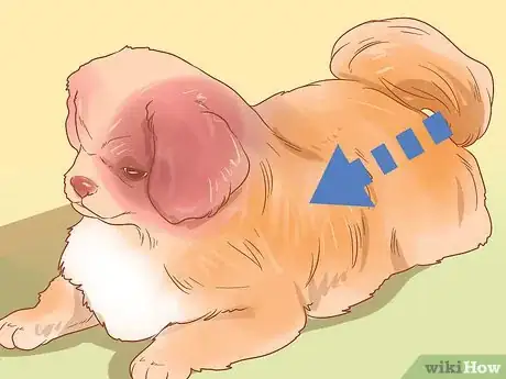 Image titled Determine Your Dog's Breed Step 11