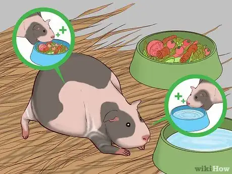 Image titled Care for a Pregnant Guinea Pig Step 1