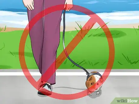 Image titled Walk a Guinea Pig on a Leash Step 3